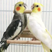 Bird Mirror Wooden Interactive Play Toy With Perch For Small Parrot Budgies Parakeet Cockatiel Conure Lovebird Cage Accessories 5